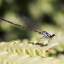 Damselfly