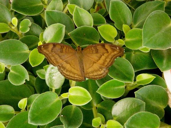 Spotting Image 1