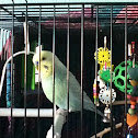 Budgerigar