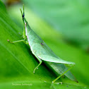 Grasshopper