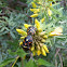 Harlequin cabbage bug