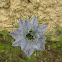 Nigella