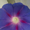Morning Glory