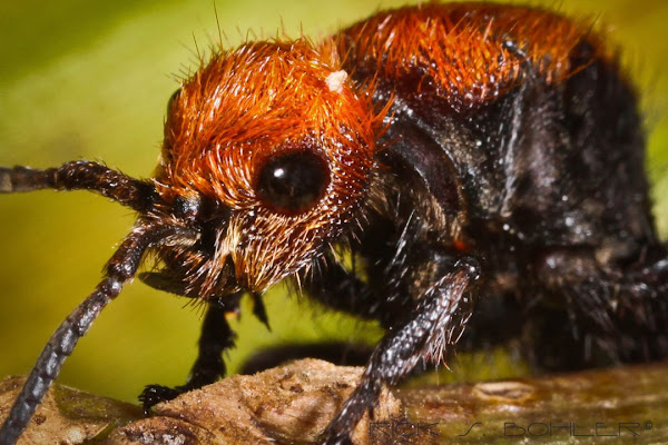 Red velvet ant or Cow Killer Ant | Project Noah