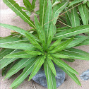 Evening Primrose