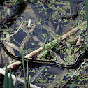 Northern ribbon snake