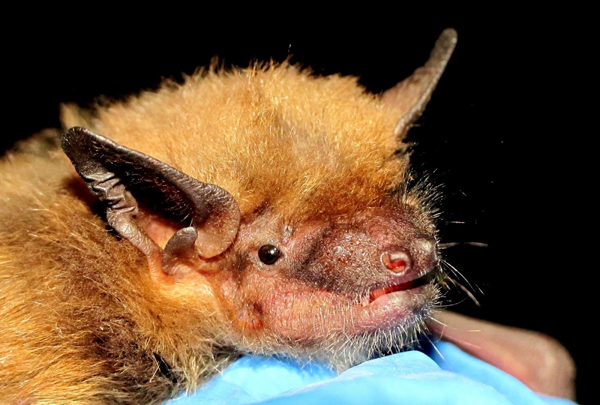Big Brown Bat