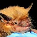 Big Brown Bat
