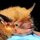Big Brown Bat