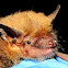 Big Brown Bat