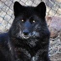 Wolf (hybrid)