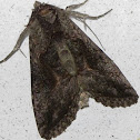 Moth
