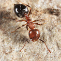 Acrobat Ant