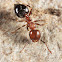 Acrobat Ant