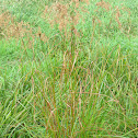 Woolgrass