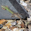 Prairie Racerunner