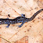 Blue-spotted Salamander