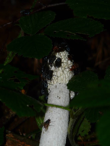 Spotting Image 1