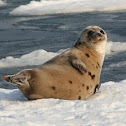 Harp Seal