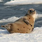 Harp Seal
