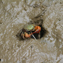 Crab