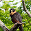 Bat Falcon