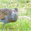 Buff-banded Rail