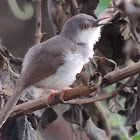 Ashy Prinia
