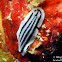 Phyllidiopsis striata