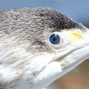 Pied Cormorant