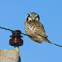 Northern Hawk-owl