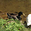 Mallard or Wild Duck