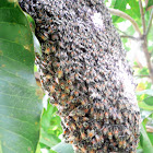 Honey bee