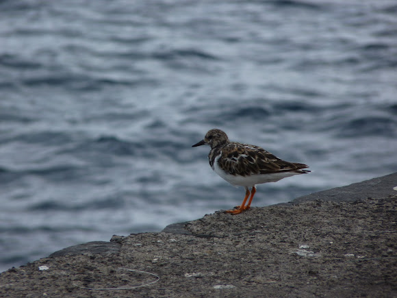 Spotting Image 1