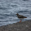 Ruddy Turnstone, Steinwälzer
