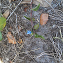 Blue Flower