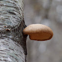 Birch Polypore