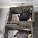 Kemp's Ridley sea turtles