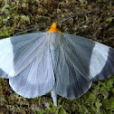 Geometrid moth