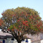 Flamboyán?