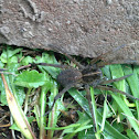 Wolf spider