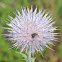 Wavy-leaf Thistle.     Plumed Thistle