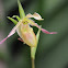 Orquidea Phragmipedium