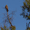 Brown Falcon