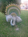 Headless Peacock 