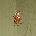 Marbled Orbweaver