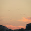 gaivota