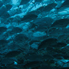 Bigeye Trevalli