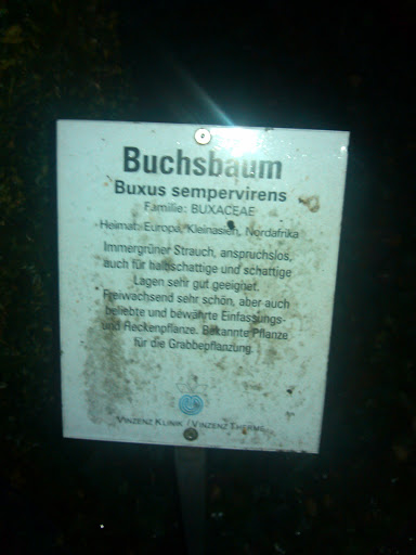 BD - Buchsbaum
