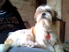 Hermoso Shih Tzu Busca Novia Carinosa